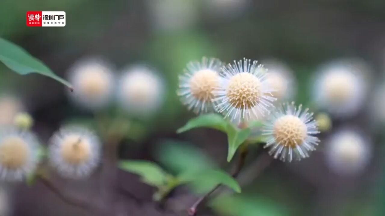 深圳人物|南兆旭:当你沿着山脊线走的时候,才知道这座城市多么壮美