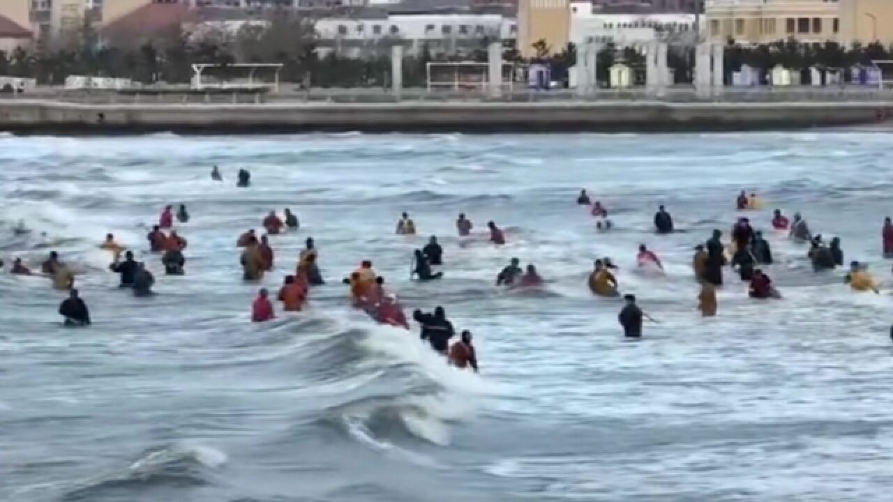 航拍现场太壮观:烟台海边大量海肠涌上岸 市民拎着桶赶海捞海肠