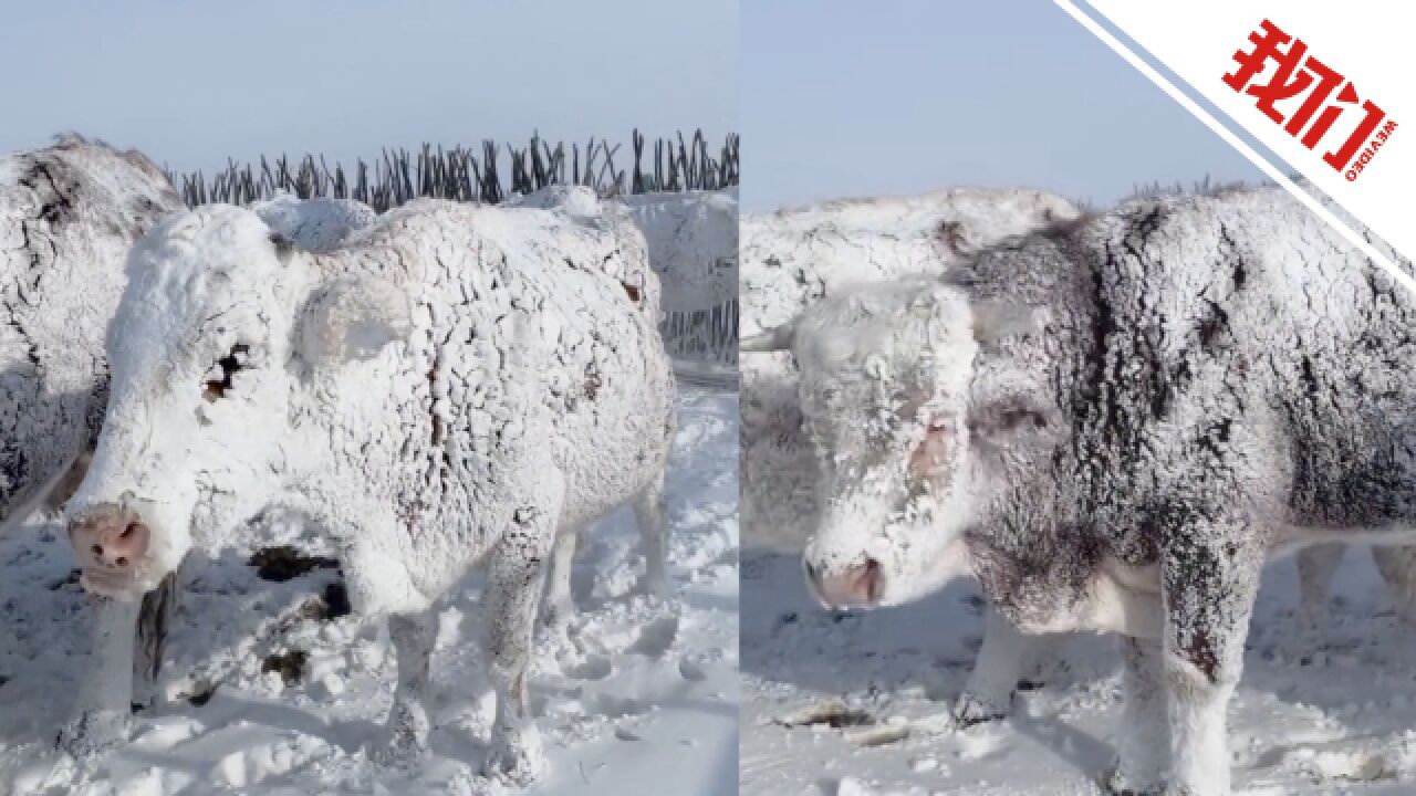 呼伦贝尔现暴风雪天气 牧民家的牛全身沾满雪花远看成雪雕