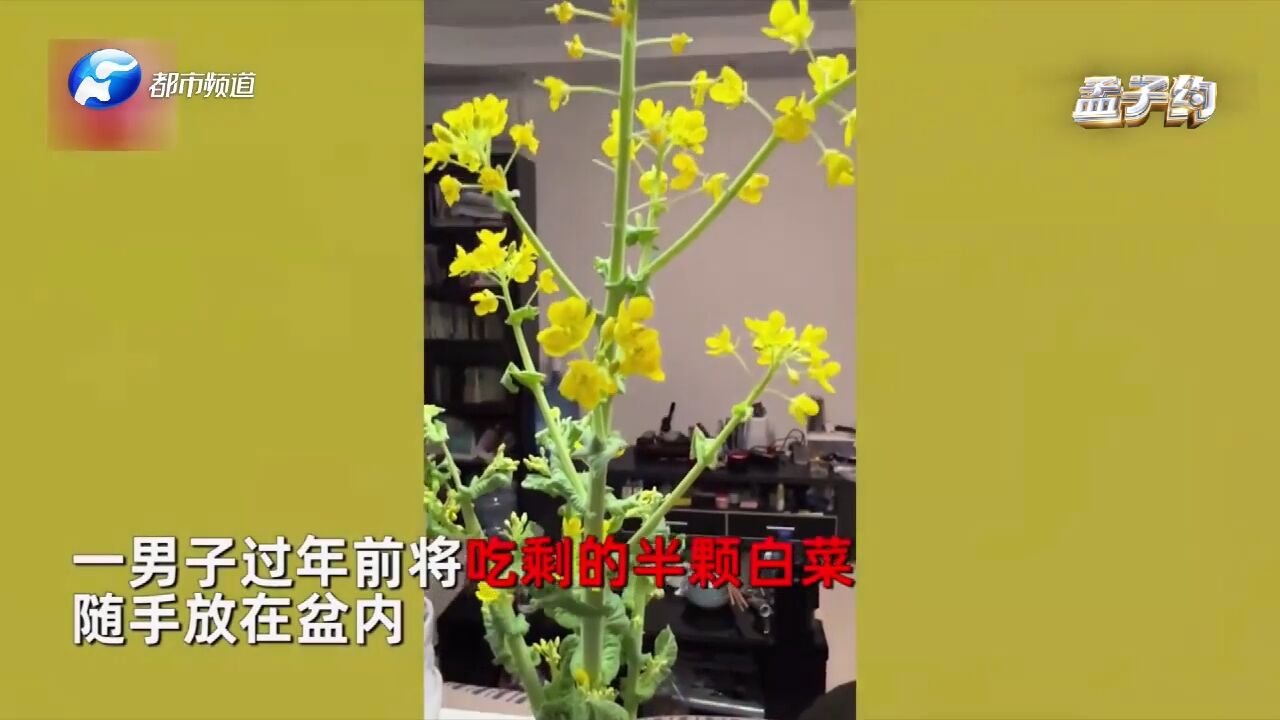 无心插柳柳成荫!男子随手将吃剩的白菜放盆内,20天后开出小花