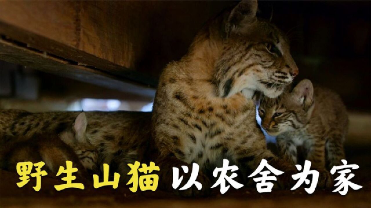 这样的猫,你敢养吗?