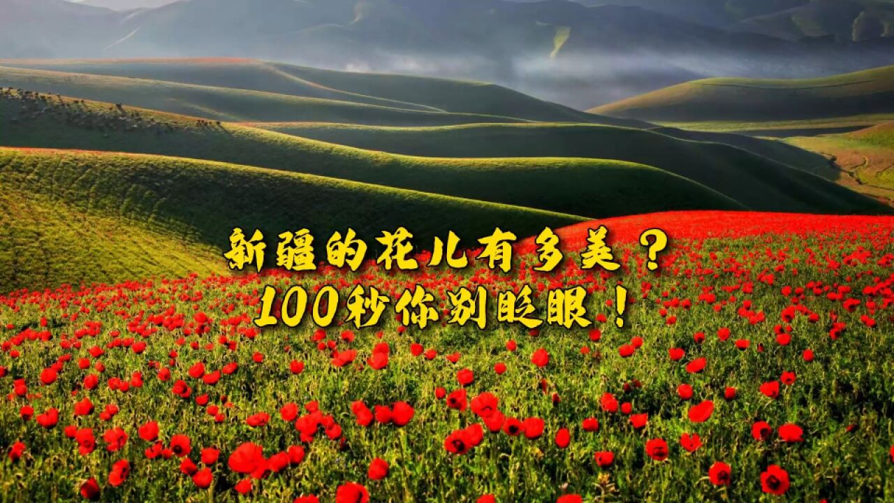 新疆的花儿有多美?100秒你别眨眼