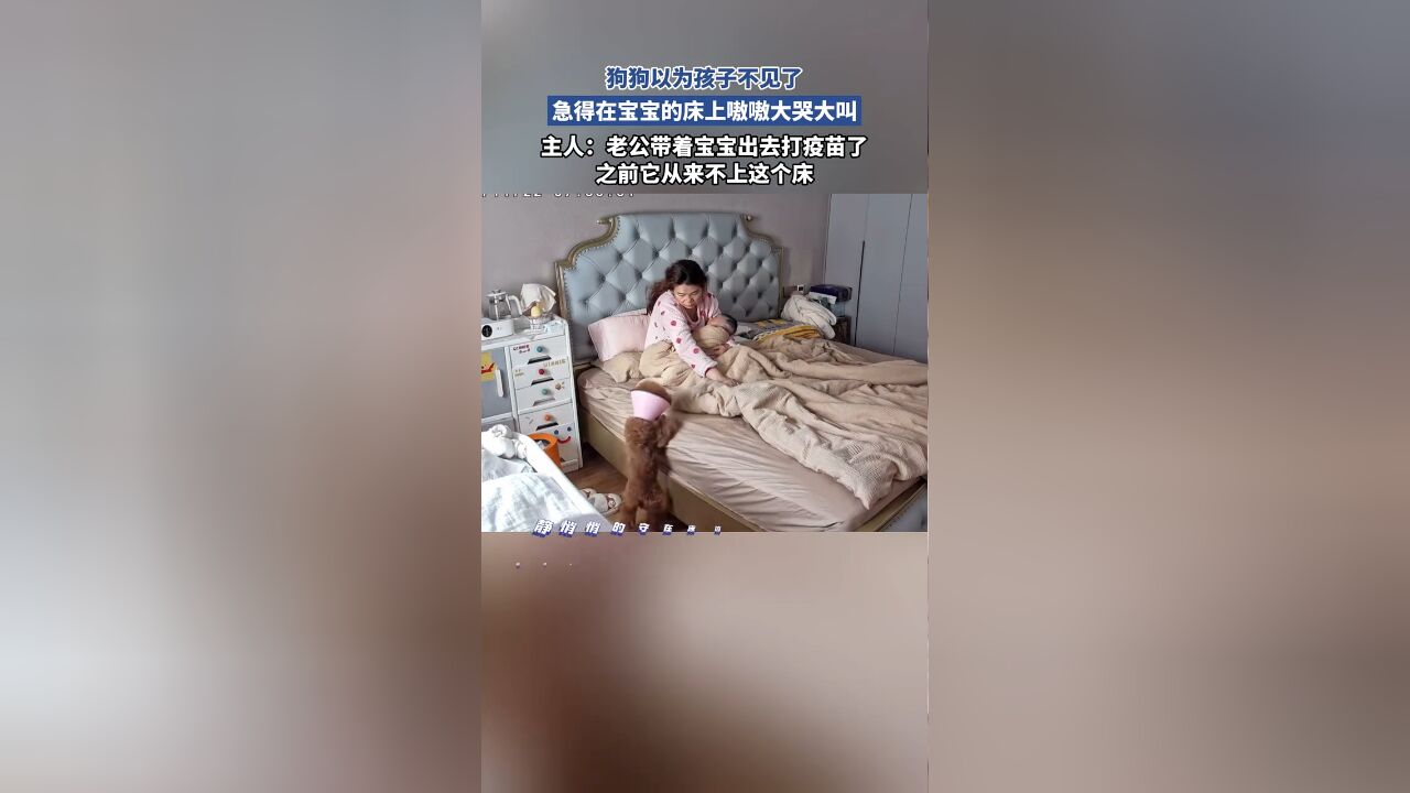 狗狗以为孩子不见了,急得在宝宝的床上嗷嗷大哭大叫