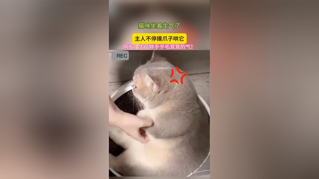 猫咪坐着生气了,主人不停摸爪子哄它.网友:生了胖乎乎毛茸茸的气!