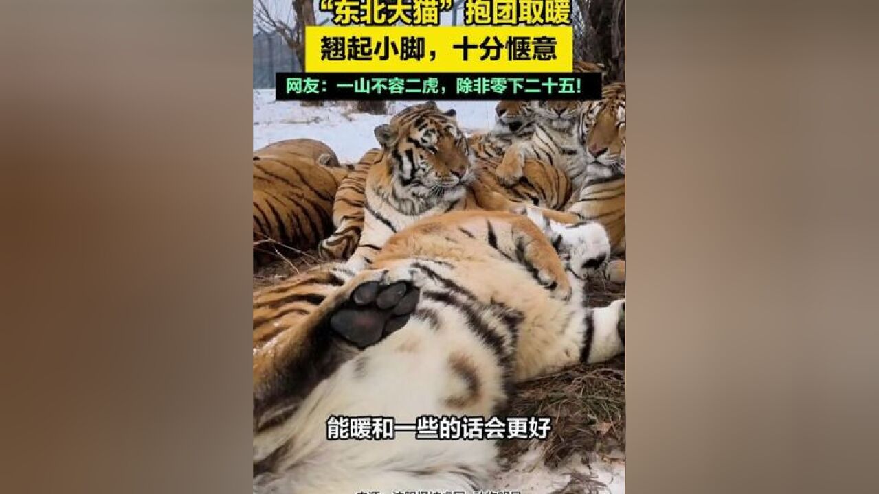 “东北大猫”抱团取暖,翘起小脚,十分惬意,网友:一山不容二虎,除非零下二十五!