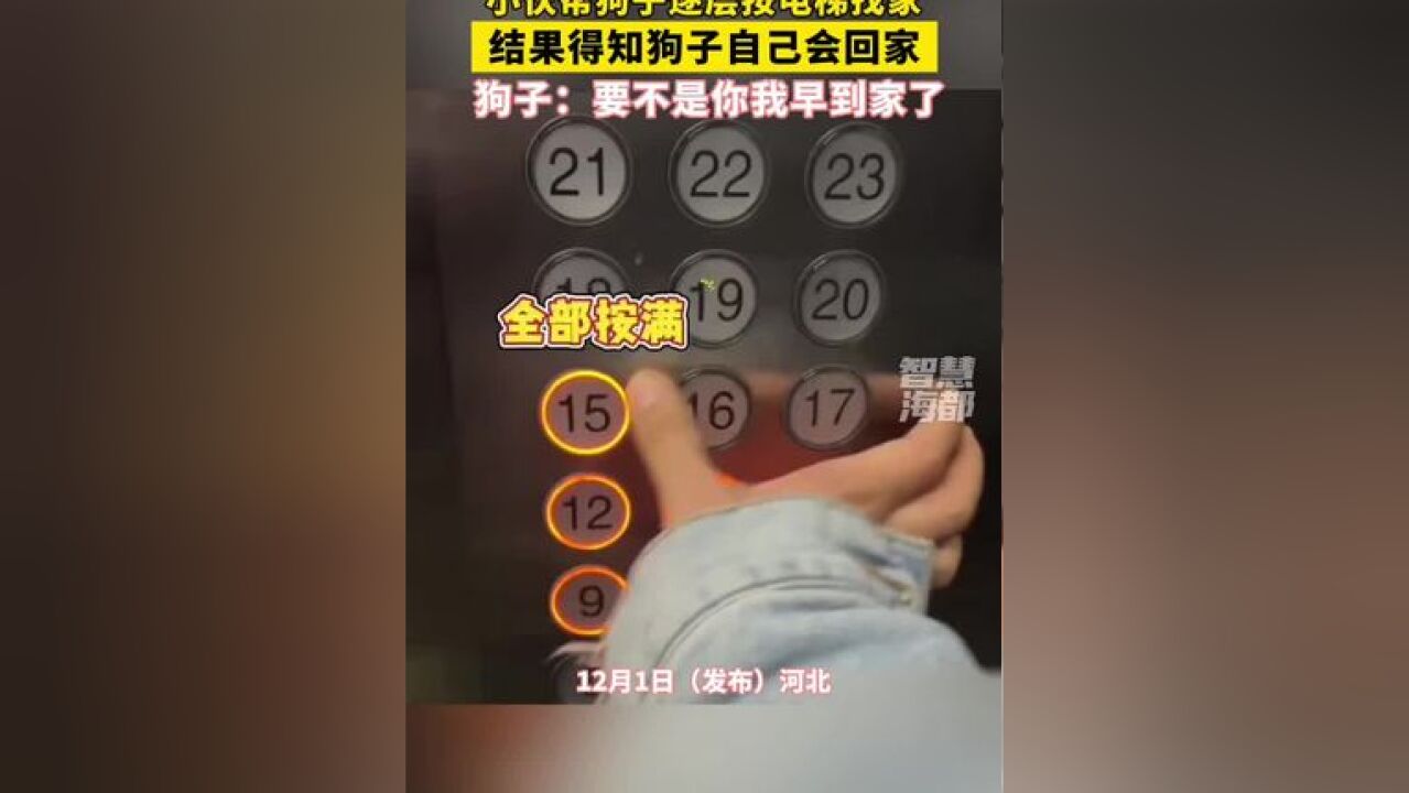 小伙帮狗子逐层按电梯找家,结果得知狗子自己会回家,狗子:要不是你我早到家了