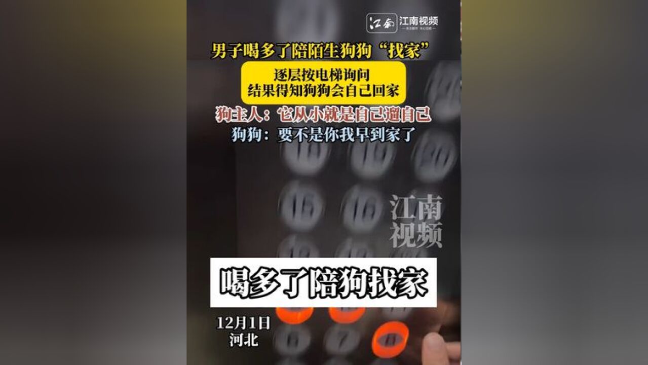 男子喝多了陪陌生狗狗“找家”,逐层按电梯询问结果得知狗狗会自己回家,狗主人:它从小就自己遛自己,狗狗:要不是你我早到家了