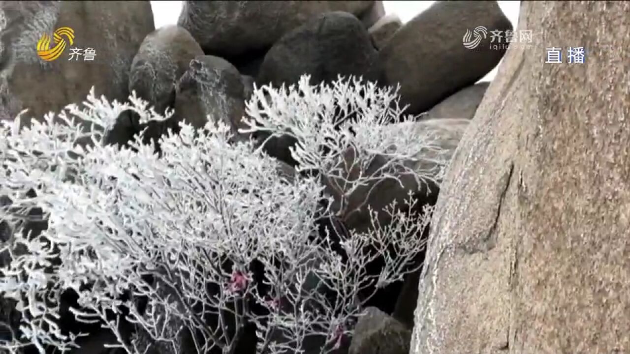 邹城峄山雪后现雾凇奇观,簇簇松针似银菊盛开,晶莹剔透千姿百态