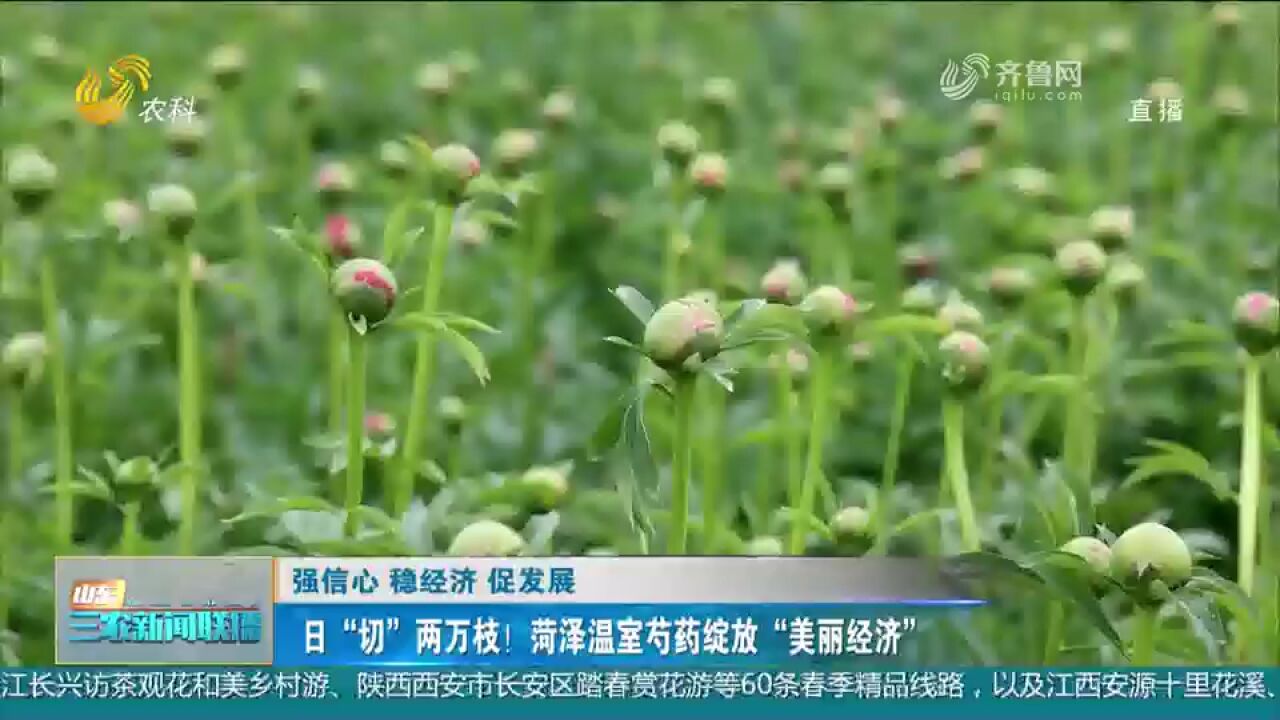 日“切”两万枝!定陶芍药鲜切花发往全国各地,成新的经济增长点