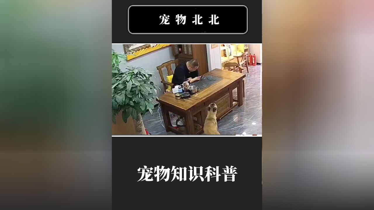 马犬老七打遍天下无敌手,摔了主人的茶具,还把他骂的哑口无言