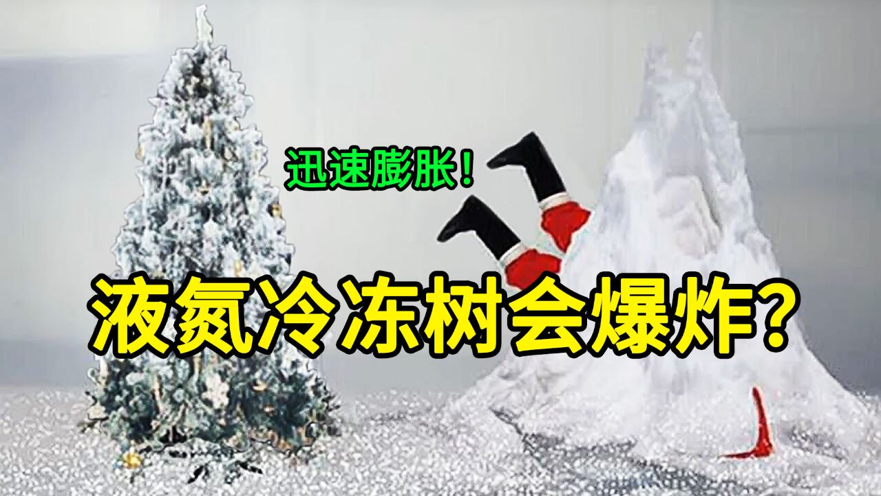 用液氮冷冻树会发生爆炸?|《流言终结者》125