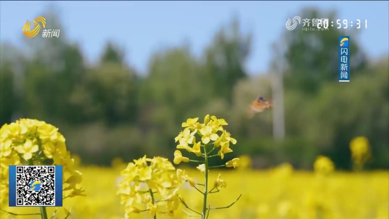 莒县:油菜花进入盛花期,满目油菜花金黄一片美如画,一起来欣赏