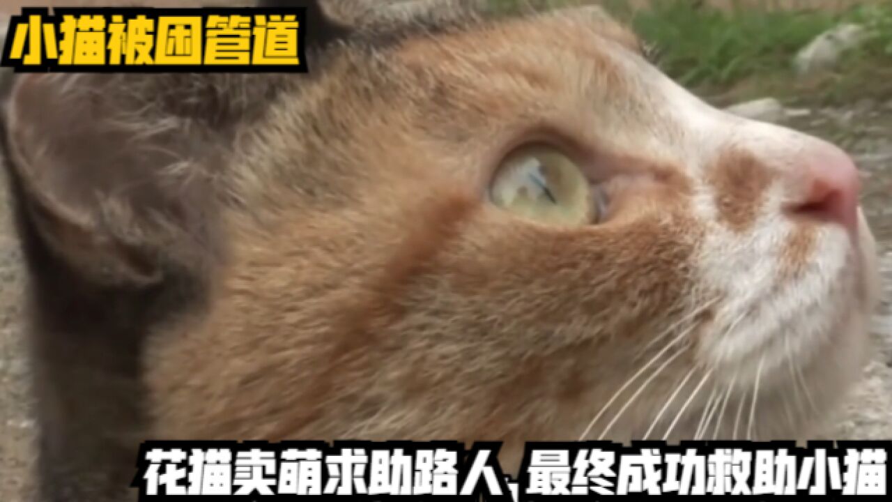 小猫被困管道,花猫卖萌求助路人,最终成功救助小猫!