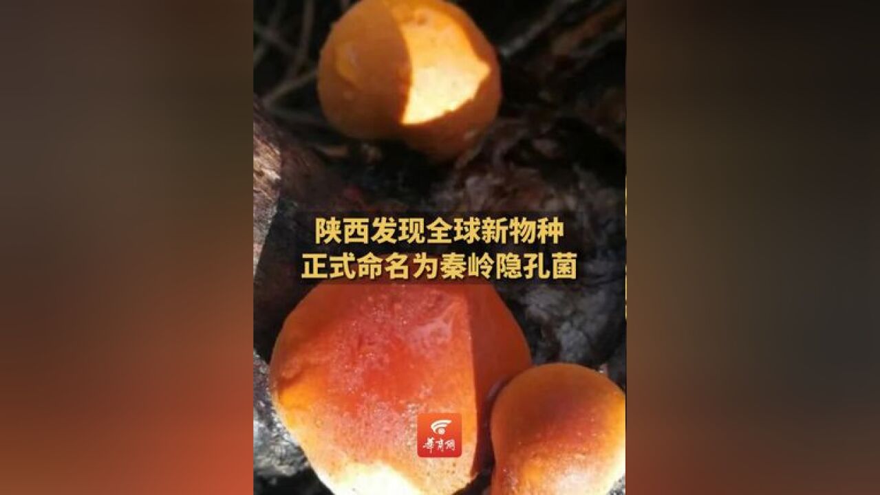 陕西发现全球新物种 正式命名为秦岭隐孔菌