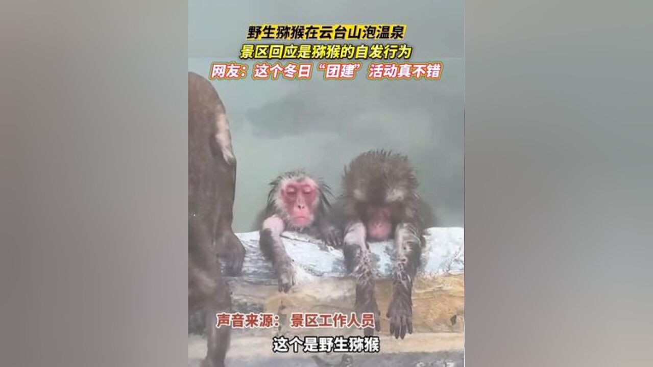 野生猕猴在云台山泡温泉,景区回应是猕猴的自发行为,网友:这个冬日“团建”活动真不错