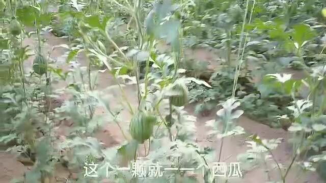 各种甜瓜,小南瓜,小西瓜品种展示给大家,看的馋虫都勾起来了