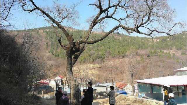 传说的“降龙木”在山东被发现,开花十里飘香,比黄金还珍贵