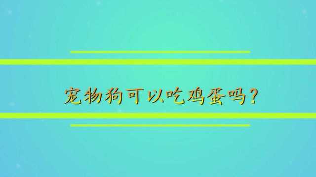 宠物狗可以吃鸡蛋吗?