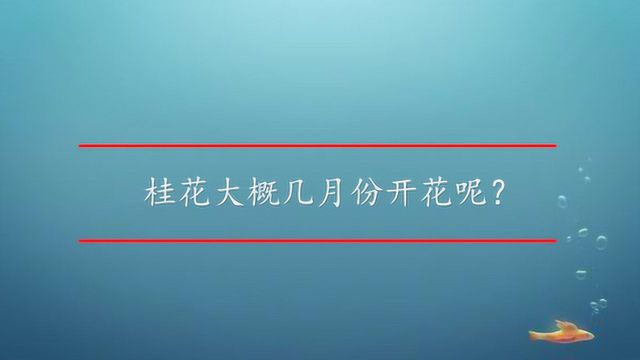 桂花大概几月份开花呢?