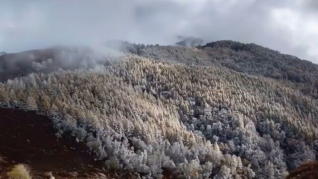 石家庄下雪了!驼梁景区被白雪覆盖 朦胧如仙境