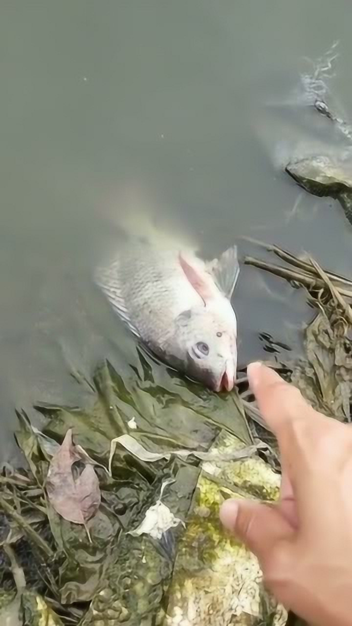 鱼:幸好装死,不然就被煮了