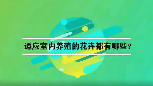 适应室内养殖的花卉都有哪些?