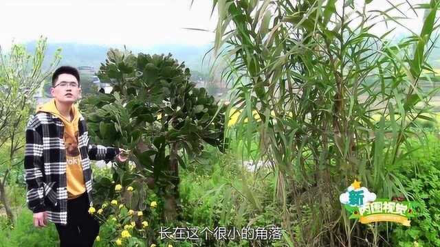 小伙闲逛发现一株比人还高的仙人掌,百度了才知道这叫仙人树