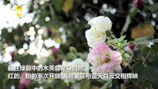 这个地方的木芙蓉花一天竟能变3种颜色?市民们纷纷前来驻足观赏