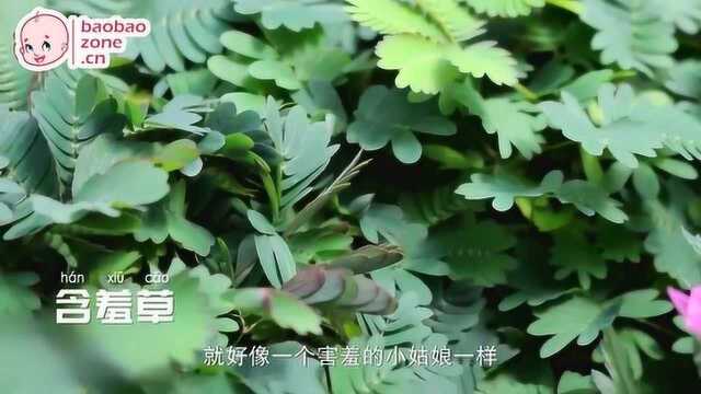 08缤纷多彩的植物之谜