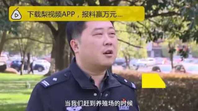 男子办养殖场全靠偷:趁无人偷走散放牛羊,圈进自家养殖场