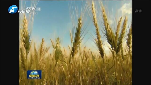 河南稳产提质 打好粮食生产“王牌”