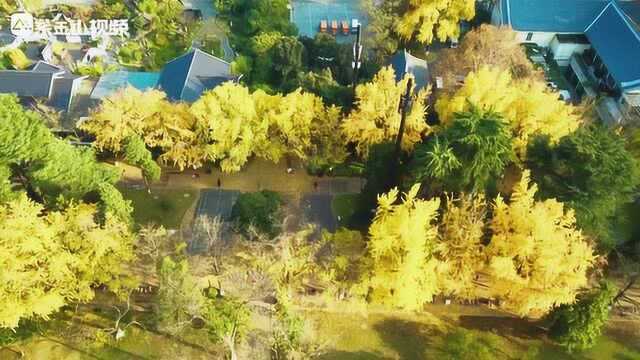 限量版美景!玄武湖梁洲这抹金黄惊艳了时光!