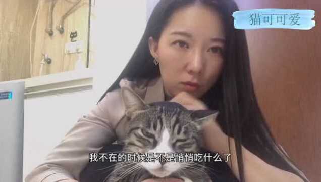 猫咪呕吐怎么办?不要慌,看看是不是吐毛球了