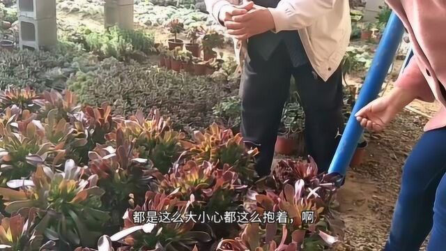 养多肉植物法师系列紫羊绒有一定的小窍门,听大叔怎么说的?