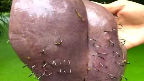 农村小伙用新鲜的猪肝抓鱼,用了一百多只鱼钩,看看能钓出多少东西来!