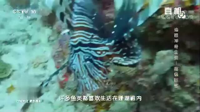 珊瑚礁是一种多样化的生态系统,许多鱼类都喜欢生活在这里