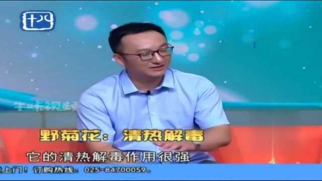 去火小知识:菊花主要去哪方面的火?不同种类的菊花有什么区别