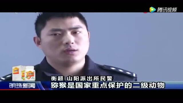 女子网络直播养猴!人气爆棚!不料民警找上了门