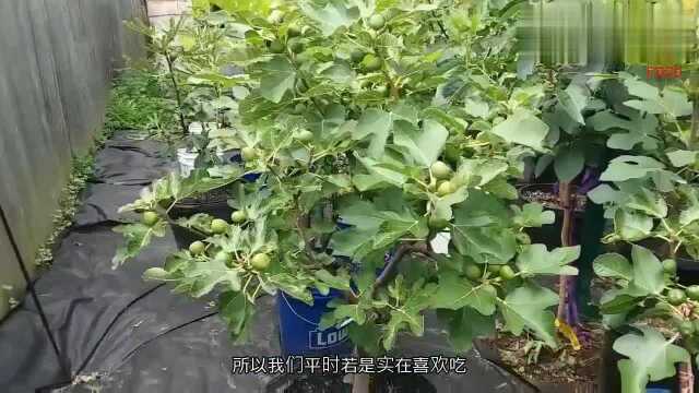 无花果别乱吃,尽量不吃,知道为什么吗,现在了解还来得及!