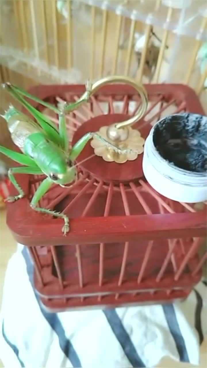 大神手把手教你给蝈蝈点药看着很简单你学会了吗