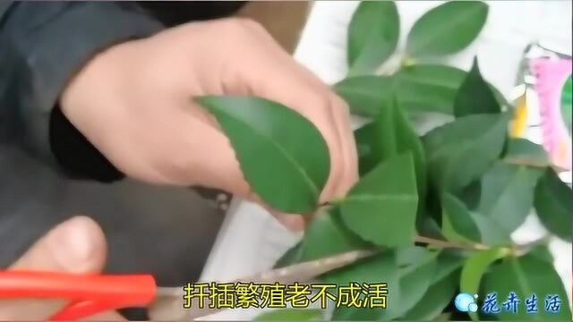 茶花盆景你花冤枉钱买的?扦插繁殖老不成活?选枝叶片剪切扦插蛭石土壤技巧