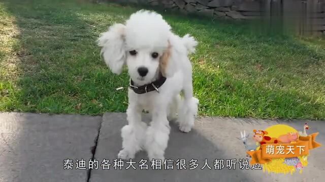 萌宠天下 带大家认识熟悉又陌生的水猎犬贵宾犬