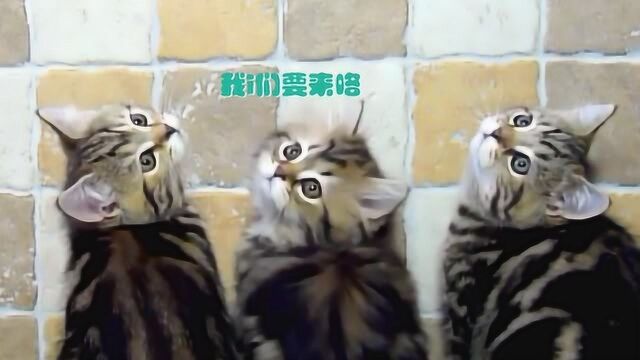 宠物宅家无聊怎么办?小奶猫在线教学自娱自乐!快来学学怎么做到的!