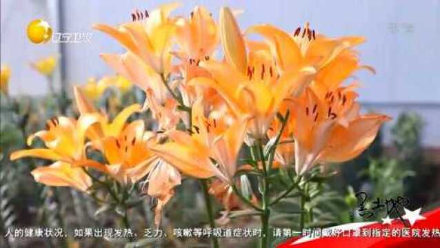 四季分明适合花卉生长,盘点辽宁各地特色花卉