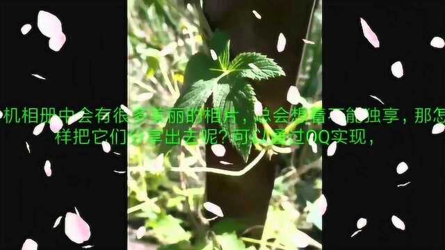 怎样把手机相册中的相片分享给QQ好友