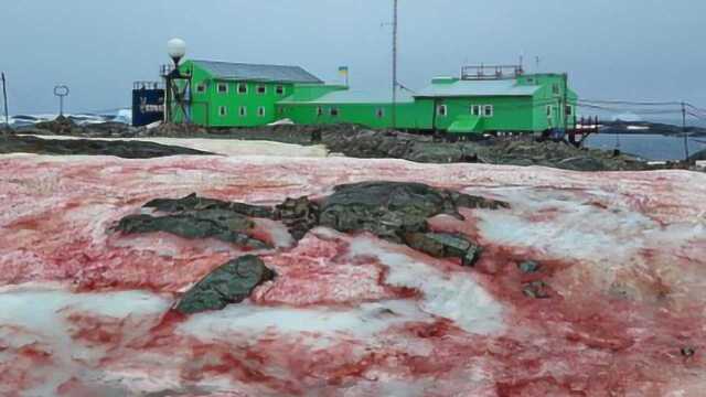 南极出现“西瓜雪”科学家:这不浪漫 还可能很危险