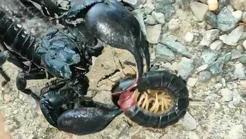 Thumbplayer Poster Plugin Image