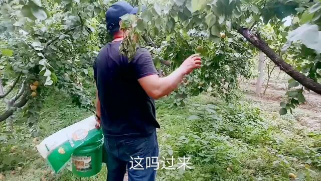 杏农遭遇滑铁卢,三分之一卖不掉腐烂霉变,丰产不丰收农户两行泪