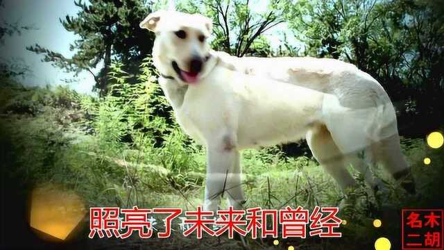 高清《神犬奇兵》片头曲《云淡风清》,军犬护主