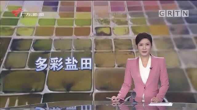 山东 航拍多彩盐田 仿佛大自然的调色盘